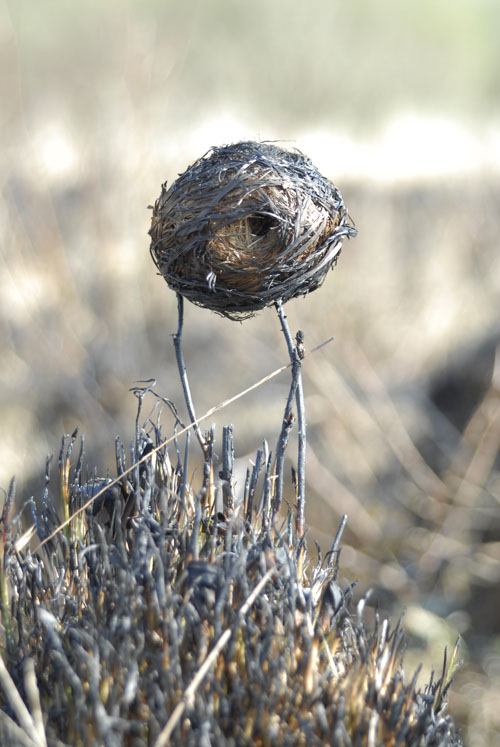 mouse nest.